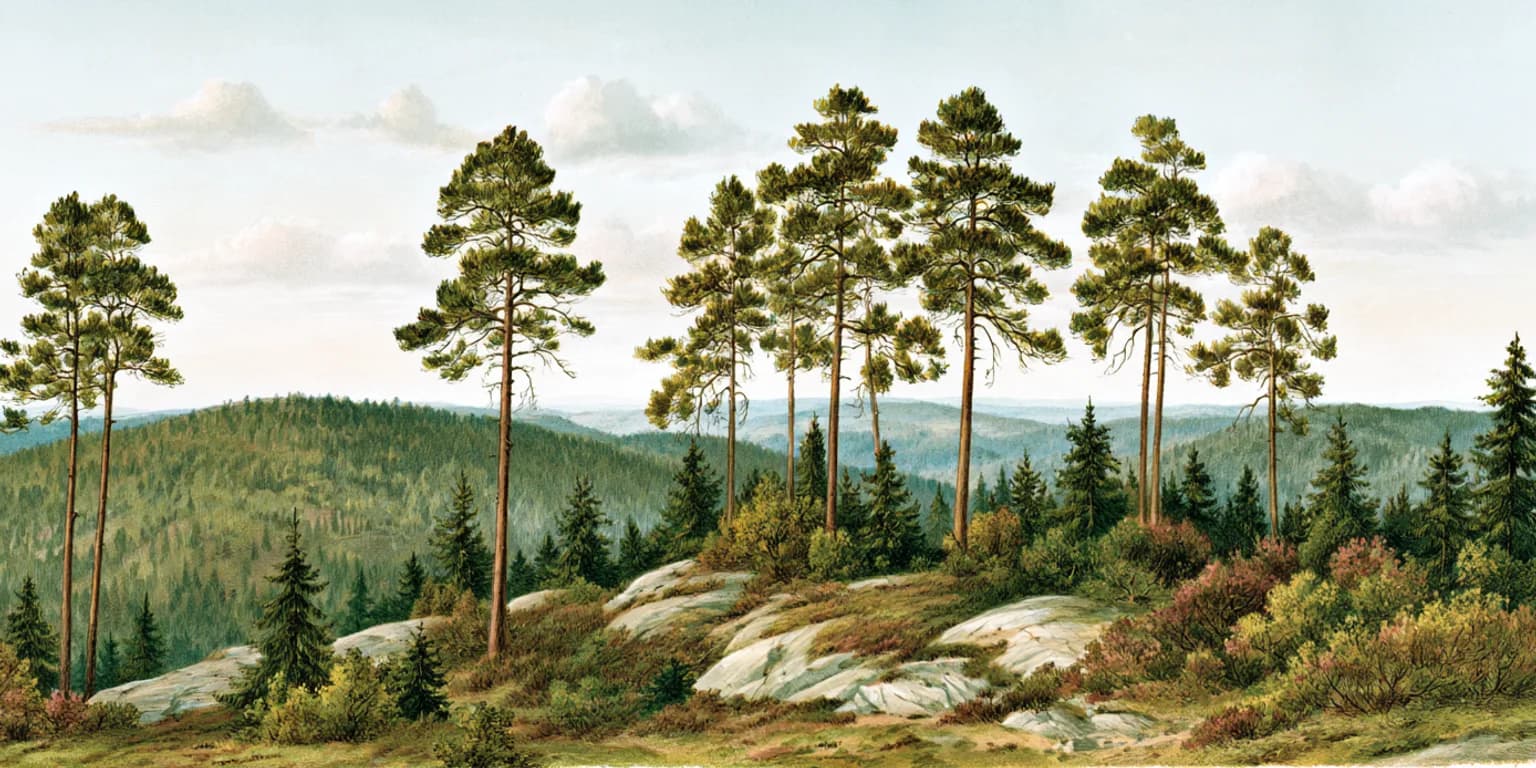 Illustrated tall pines on a rocky hilltop above forested hills