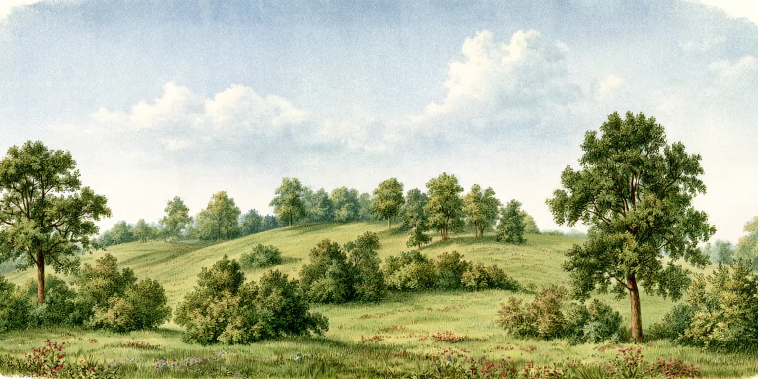 Illustrated tropical forest valley with tall trees and distant hills