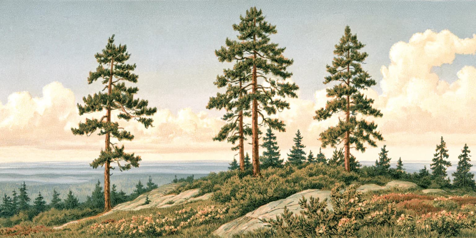 Illustrated tall pines on a rocky heath above a misty valley, under white clouds