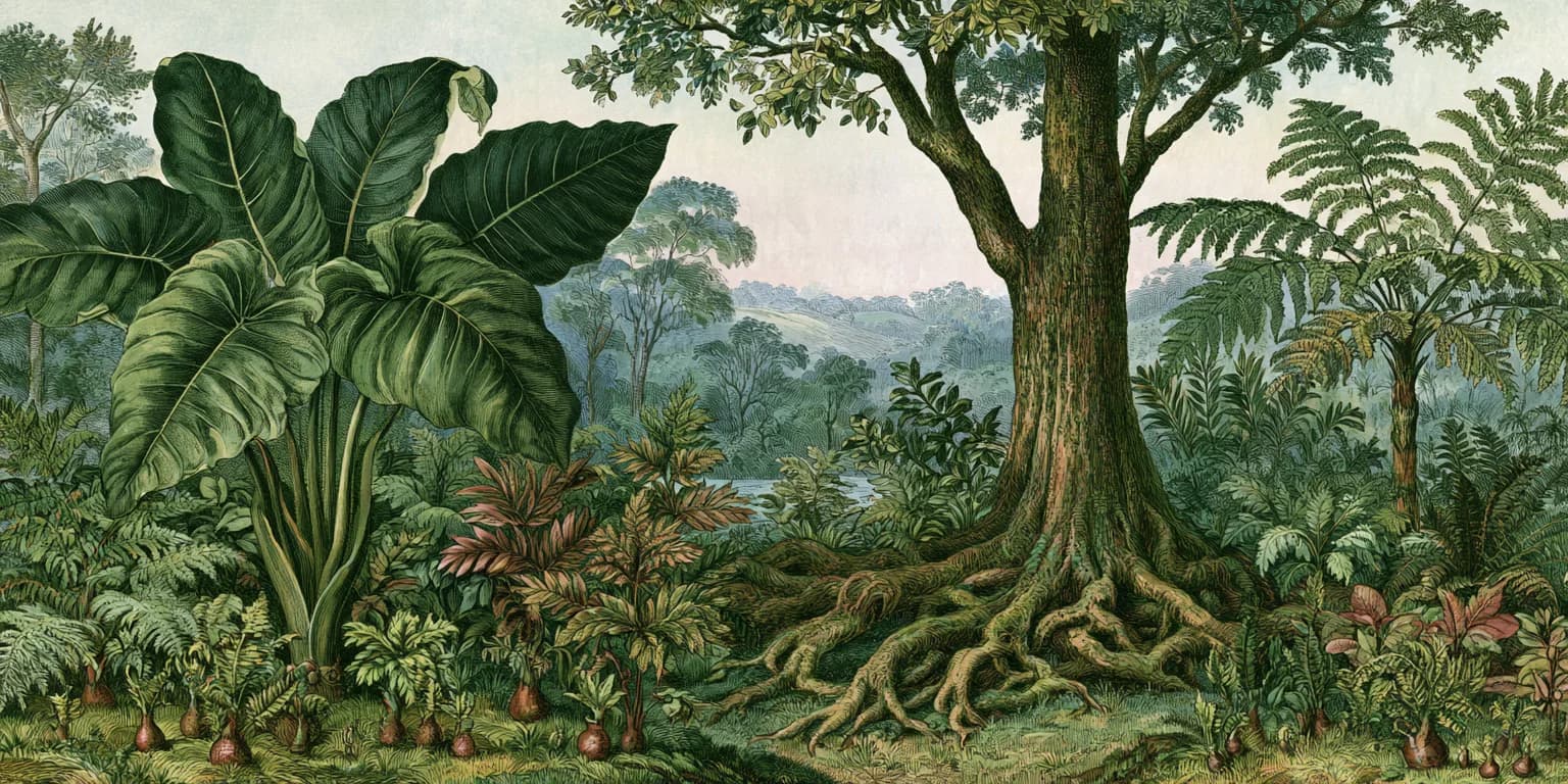 Illustrated pine forest with a path through the undergrowth