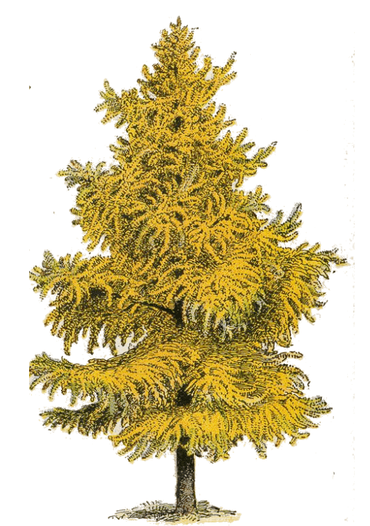 Ginkgo tree